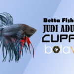 Judi Adu Ikan Cupang Online